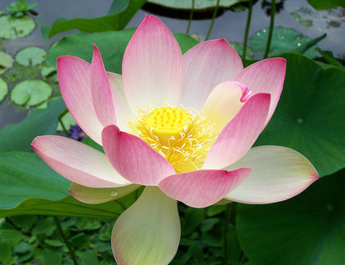 The Symbolic Power of Lotus